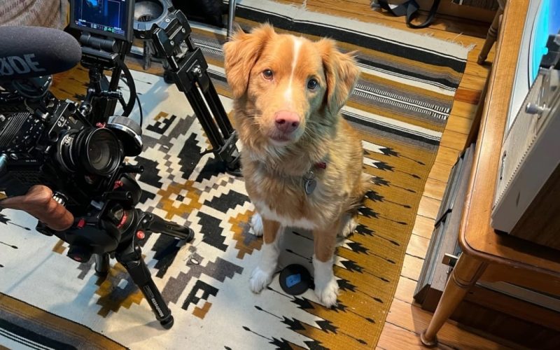 good-boys-star-dog-indy-pleads-for-the-academy-awards-to-hear-him-out